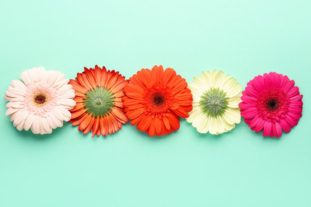 Beautiful gerbera flowers on turquoise backgroundの写真素材
