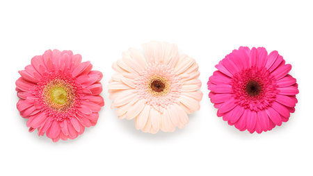 Blooming gerbera flowers isolated on white backgroundの写真素材