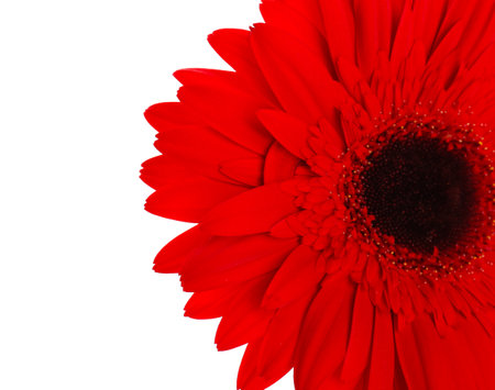 Beautiful red gerbera flower isolated on white backgroundの写真素材