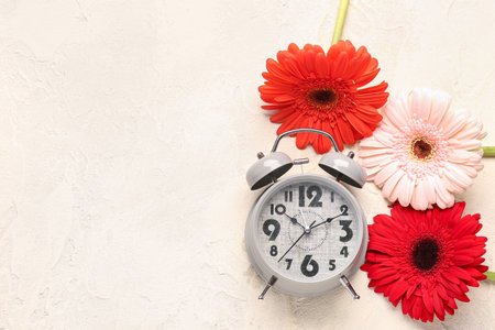 Alarm clock and beautiful gerbera flowers on white grunge backgroundの写真素材