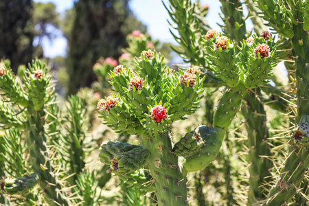 View of green cacti with blooming flowers outdoors, closeup