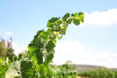 Branch with green grape leaves in vineyard, closeupの写真素材