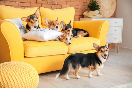 Cute corgi dogs at homeの写真素材