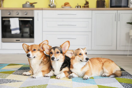 Cute corgi dogs in the kitchen at homeの写真素材