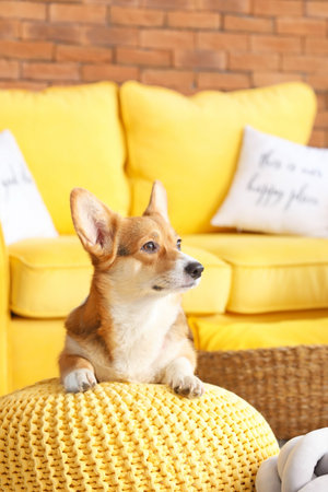 Cute corgi dog at homeの写真素材