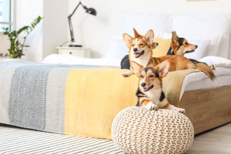 Cute corgi dogs in bedroom at homeの写真素材
