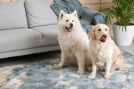 Cute funny dogs on soft carpet at homeの写真素材