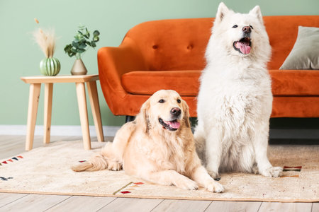 Cute funny dogs on soft carpet at home