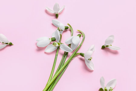 Blooming snowdrops on pink backgroundの写真素材