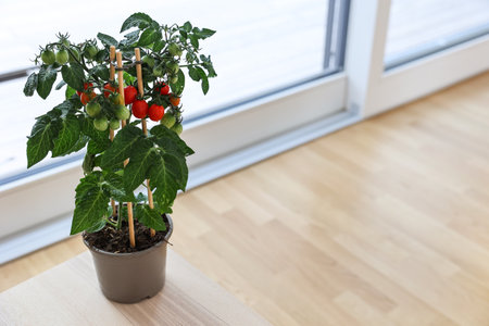 Tomatoes in pot on floor near windowの写真素材