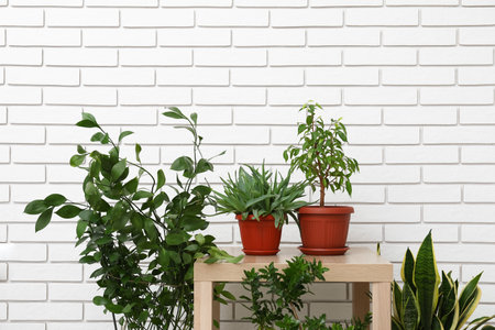 Table with potted houseplants near white brick wallの写真素材