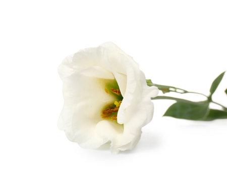 Delicate eustoma flower on white background, closeupの写真素材