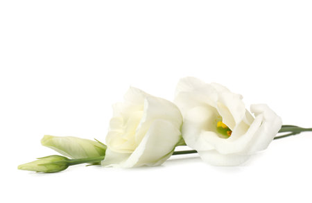 Delicate eustoma flowers on white background, closeupの写真素材