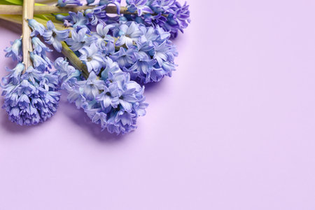 Blooming hyacinth flowers on lilac backgroundの写真素材