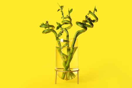 Bamboo plant in vase on yellow backgroundの写真素材