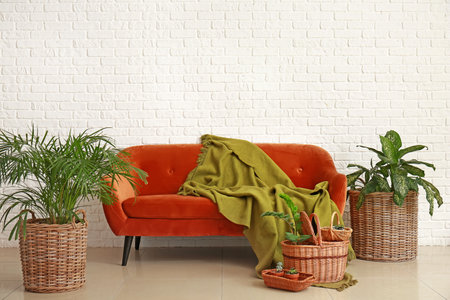 Sofa with wicker baskets, houseplants and plaid in roomの写真素材