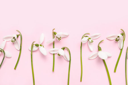 Blooming snowdrops on pink backgroundの写真素材