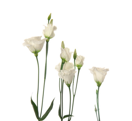 Branches of beautiful eustoma flowers on white background, closeupの写真素材