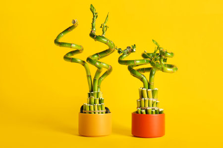 Pots with bamboo plants on yellow backgroundの写真素材