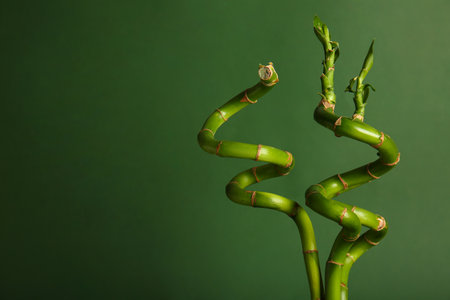 Bamboo plant stems on green background, closeupの写真素材