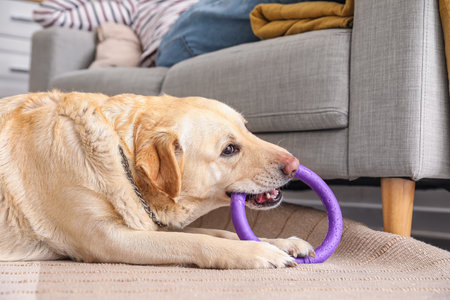 Cute Labrador dog playing with toy at home, closeupの写真素材