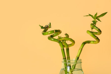 Vase with bamboo plant on beige backgroundの写真素材