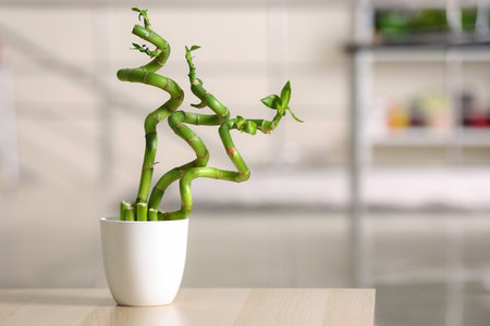 Pot with bamboo plant on blurred backgroundの写真素材