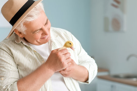Senior farmer with cute ducklings at homeの写真素材