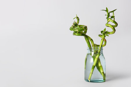 Vase with bamboo plant on gray backgroundの写真素材