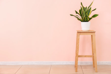 Wooden stool with houseplant near color wall in roomの写真素材