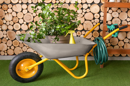 Set of gardening supplies near wooden wallの写真素材