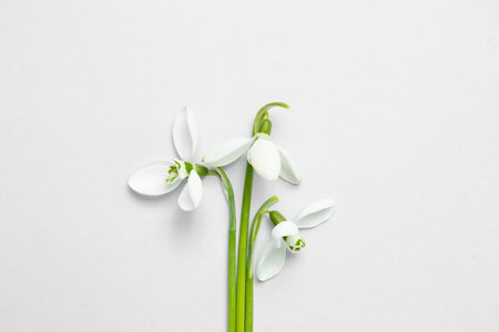 Blooming snowdrops on gray backgroundの写真素材