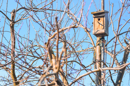 View of trees with wooden bird houseの写真素材