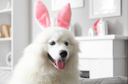White Samoyed dog with bunny ears sitting on sofa at home, closeupの写真素材