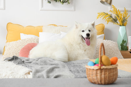 White Samoyed dog with basket of Easter eggs lying in bedroomの写真素材