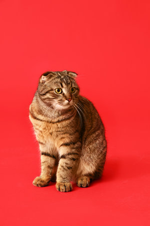 Striped Scottish fold cat on red backgroundの写真素材