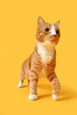 Funny red cat on yellow background