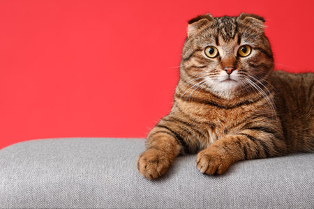 Striped Scottish fold cat lying on bench against red backgroundの写真素材