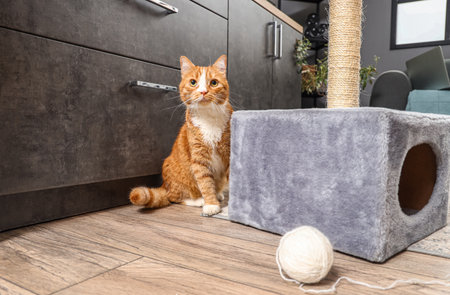Funny red cat near scratching post at homeの写真素材