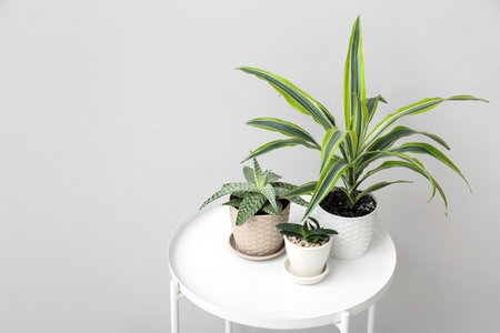 Green houseplants on table near light wallの写真素材