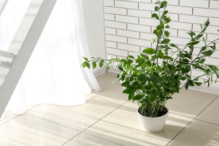 Green houseplant near white brick wall in roomの写真素材
