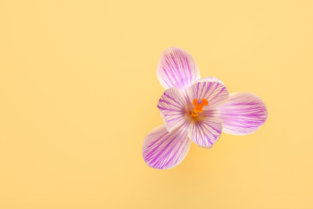 Beautiful Saffron flower on yellow backgroundの写真素材