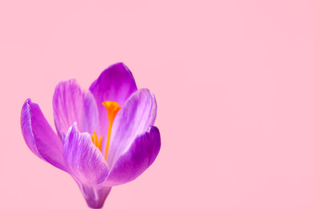 Beautiful Saffron flower on pink backgroundの写真素材