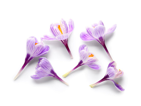 Beautiful Saffron flowers isolated on white backgroundの写真素材