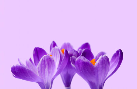 Beautiful Saffron flowers on lilac background, closeupの写真素材