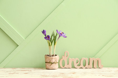 Pot with beautiful crocus flowers and word DREAM on wooden table near green wallの写真素材