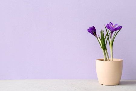 Pot with beautiful crocus flowers on table near lilac wallの写真素材