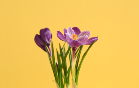 Beautiful crocus flowers on yellow background, closeupの写真素材