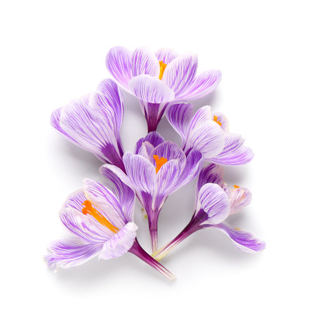 Beautiful Saffron flowers isolated on white backgroundの写真素材