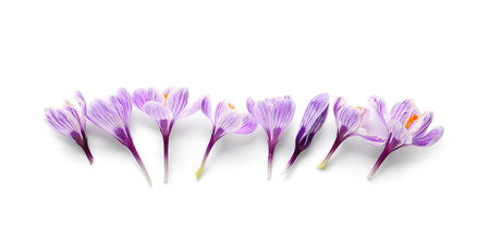 Beautiful Saffron flowers isolated on white backgroundの写真素材